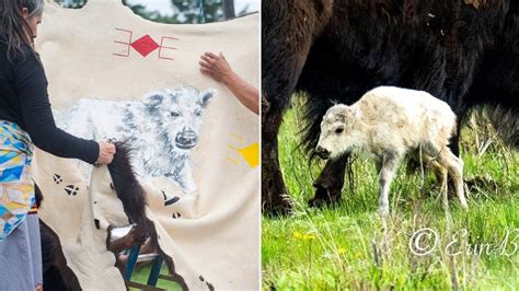 ntivb what is it|Rare white buffalo sacred to Native Americans not seen since .